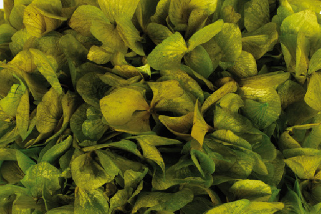 HYDRANGEA PRESERVADA VERDE CLARO