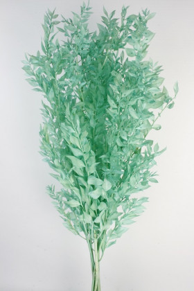 RUSCUS PRES VERDE AQUA