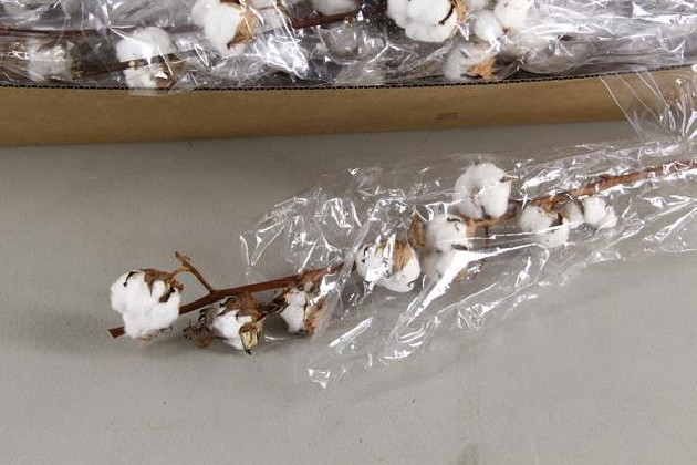 COTTON 10F 70CM UNIDAD BLANCO