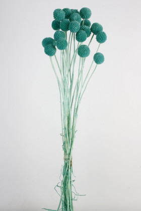 CRASPEDIA PRES. AZUL SERENITY