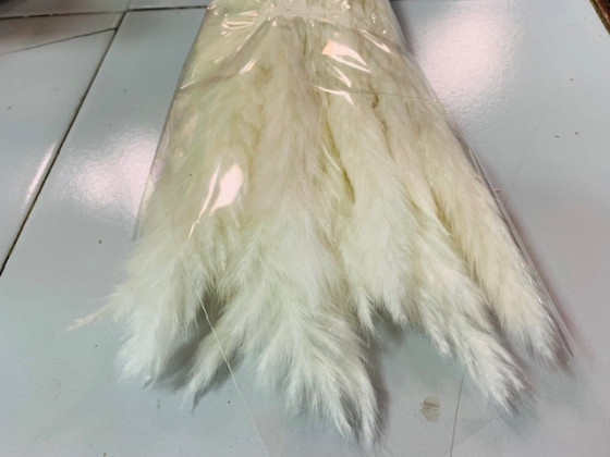 PLUMA PHRAGMITES BLANCA