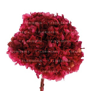 HYDRANGEA PRESERVADA CEREZA