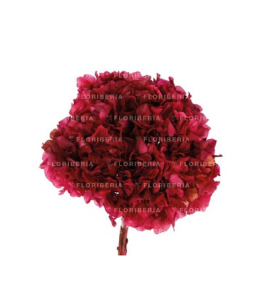 HYDRANGEA PRESERVADA CEREZA