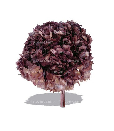 HYDRANGEA PRESERVADA LILA