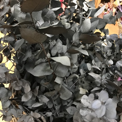 HOJA EUCALIPTUS CINEREA ESTABILIZADO VERDE 75 CM