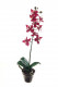 ORCHIDÉE 29CM EN POT
