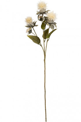 DISTEL X3 155CM CREME