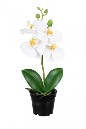 PHALAENOPSIS 33CM BLANCO