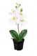 PHALAENOPSIS 33CM BLANCO