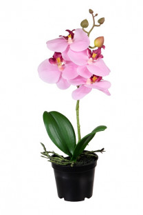 PHALAENOPSIS 33CM ROSE