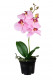 PHALAENOPSIS 33CM ROSE