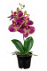 PHALAENOPSIS 33CM PURPLE