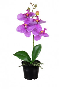 PHALAENOPSIS 33CM FUCSIA