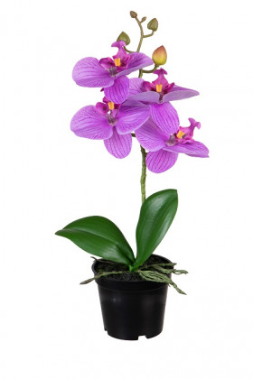 PHALAENOPSIS 33CM FUCSIA