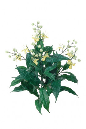 CLERODENDRUM 48CM