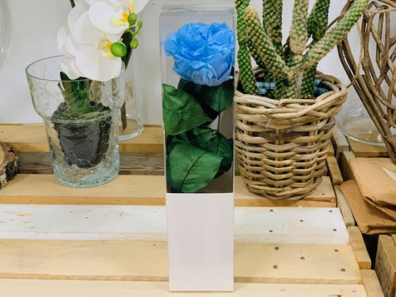 ROSA PRESERVADA GARDEN BABY AZUL 25CM.