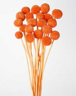 CRASPEDIA PRES. NARANJA