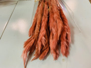 PLUMA PHRAGMITES MARRÓN