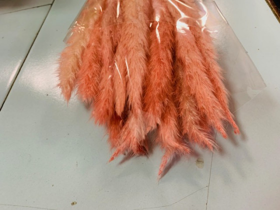 PLUMA PHRAGMITES ROSA