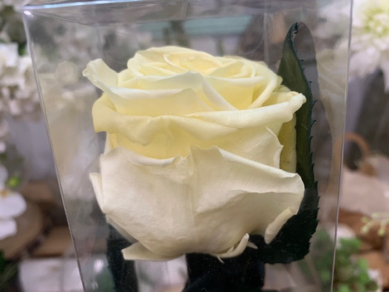 ROSA PRESERVADA BABY YELLOW 55CM.