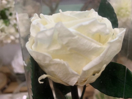 ROSA PRESERVADA IVORY 55CM.