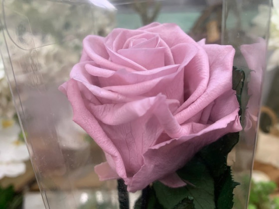 ROSA PRESERVADA VINTAGE PINK 55CM.