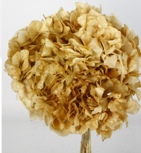 HYDRANGEA PRESERVADA NATURAL