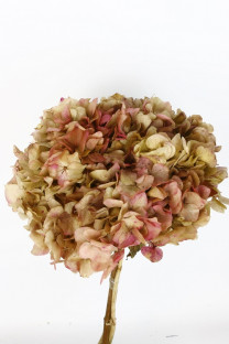 HYDRANGEA PRESERVADA BICOLOR ROSA