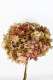 HYDRANGEA PRESERVADA BICOLOR ROSA