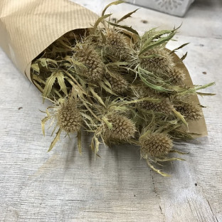 ERYNGIUM SECO NATURAL