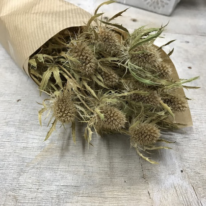 ERYNGIUM SECO NATURAL