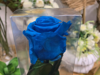 ROSA PRESERVADA AUTENTIC BLUE 55CM.