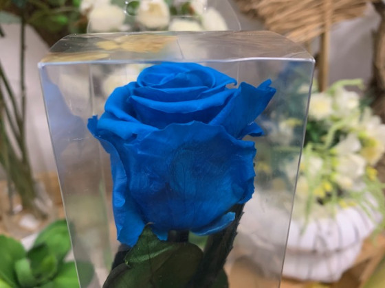 ROSA PRESERVADA AUTENTIC BLUE 55CM.