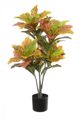 CROTON 90CM BICOLOR
