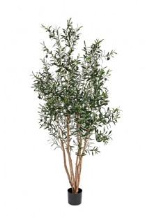 OLIVO 170CM VERDE
