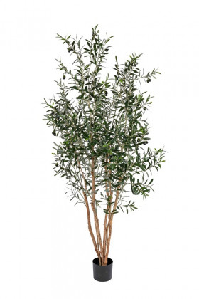 OLIVO 170CM VERDE