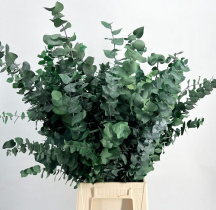 HOJA EUCALIPTUS CINEREA ESTABILIZADO VERDE F. 75 CM