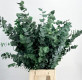 HOJA EUCALIPTUS CINEREA ESTABILIZADO VERDE F. 75 CM