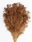 BROOMS MARRON