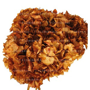 HYDRANGEA PRESERVADA TERRACOTA