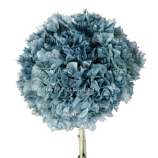 HYDRANGEA PRESERVADA AZUL MISTIC