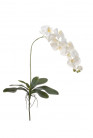 PHALAENOPSIS 120CM. BLANCA