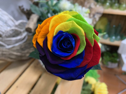 ROSA PRESERVADA RAINBOW 55CM.