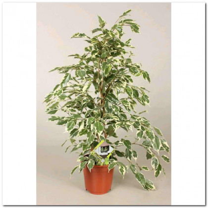 FICUS BENJAMIN TWILIGHT