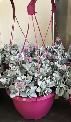 KALANCHOE PUMILA Ø25