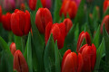 TULIPAN ROJO POMO X 10TLLS