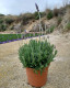 LAVANDULA DENTATA Ø23