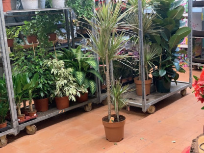 DRACENA MARGINATA BICOLOR 160CM 4TRONCOS