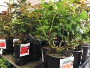 ROSAL MIX PERFUMADO Ø:17