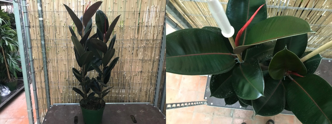 FICUS ELASTICA ROBUSTA Ø:26 ( 3 TRONCOS )